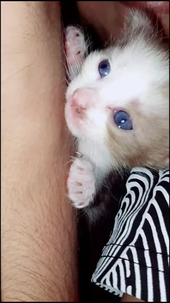 @puppu_z