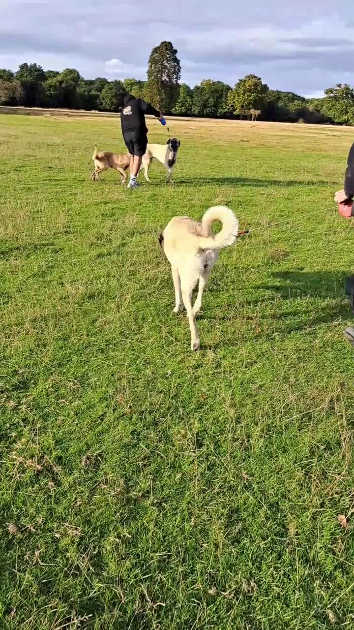 @essexkangals