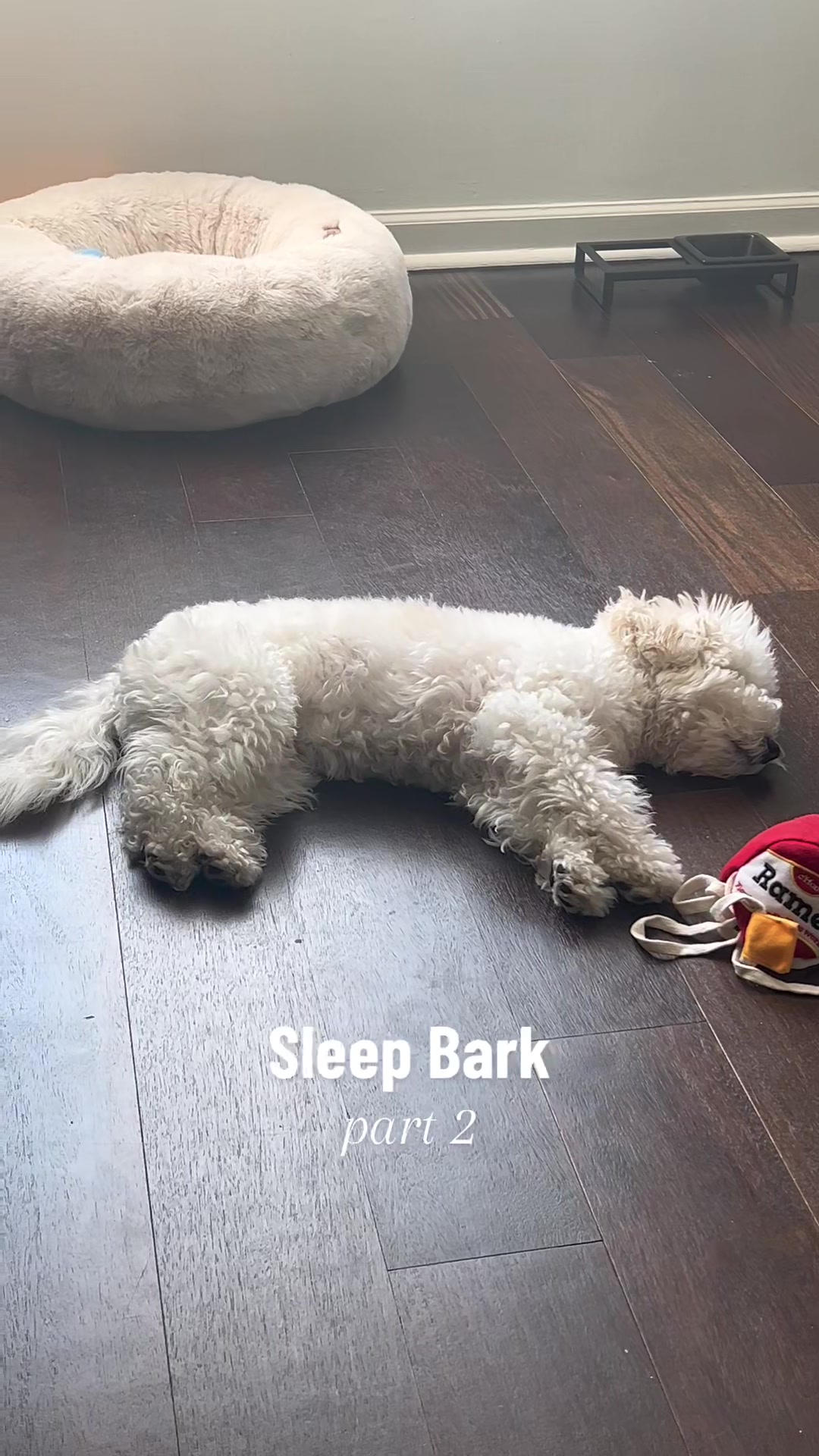 @Rui the Bichon