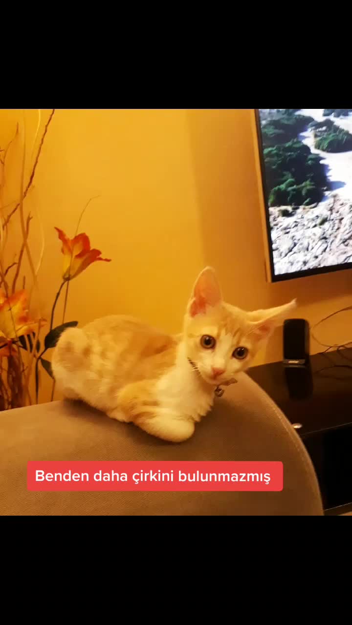 @korayçNk