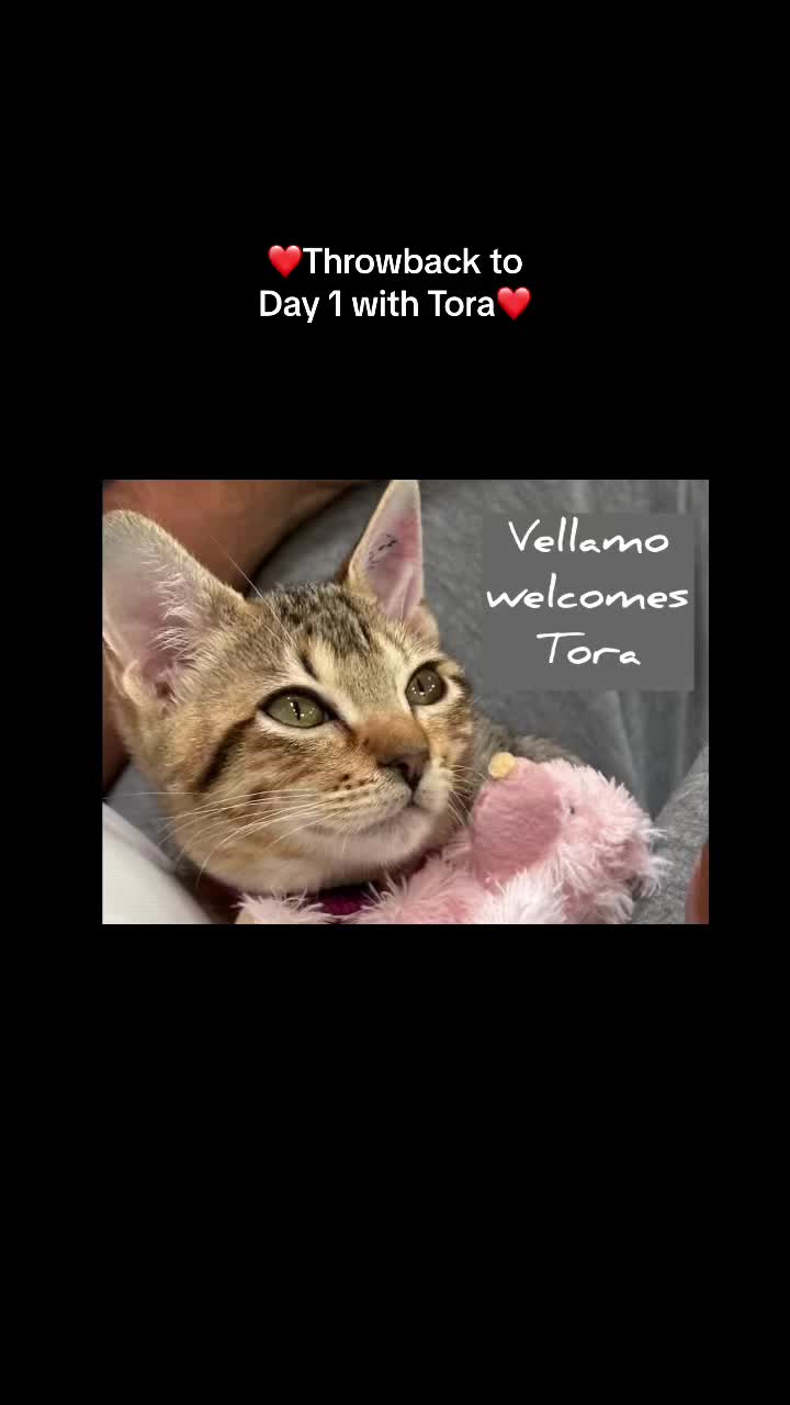 @thatcutecat