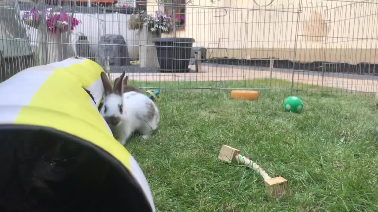 @🐾