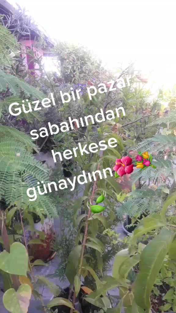 @fundaarducoglu45