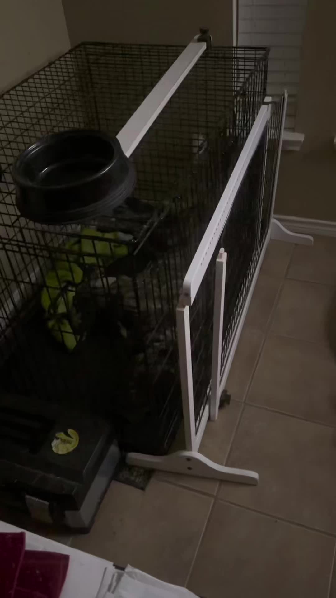 @CommCanine