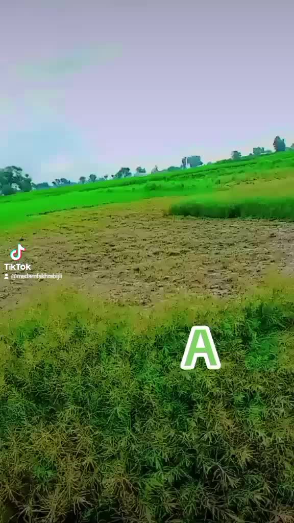 @Medam Fakhra Bijli