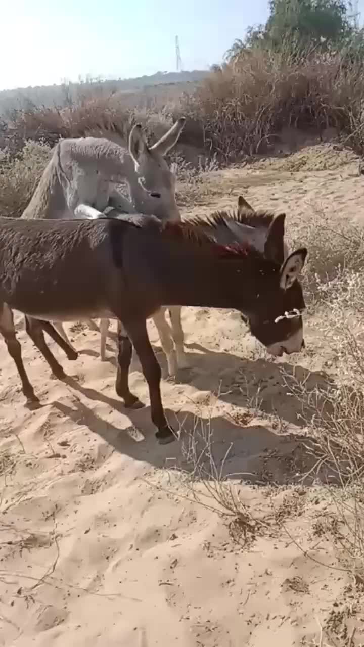 @مسربجي دايح