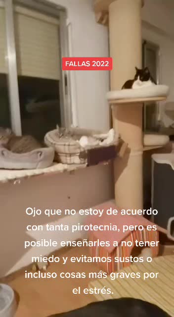 @Anahernansaiz&disca&cat