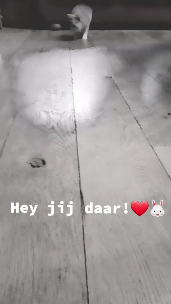 @Dieren lovers 💞