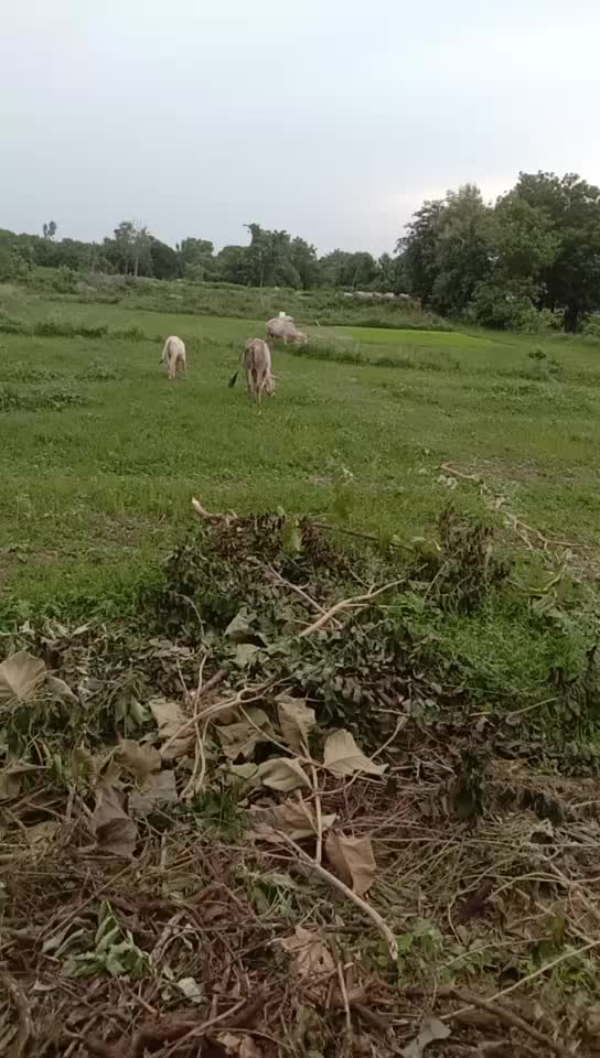 @laddu 1430