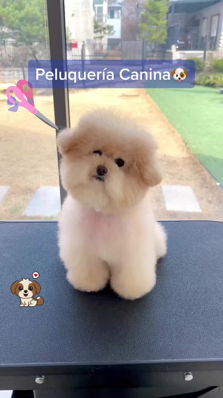 @mascotasfelices