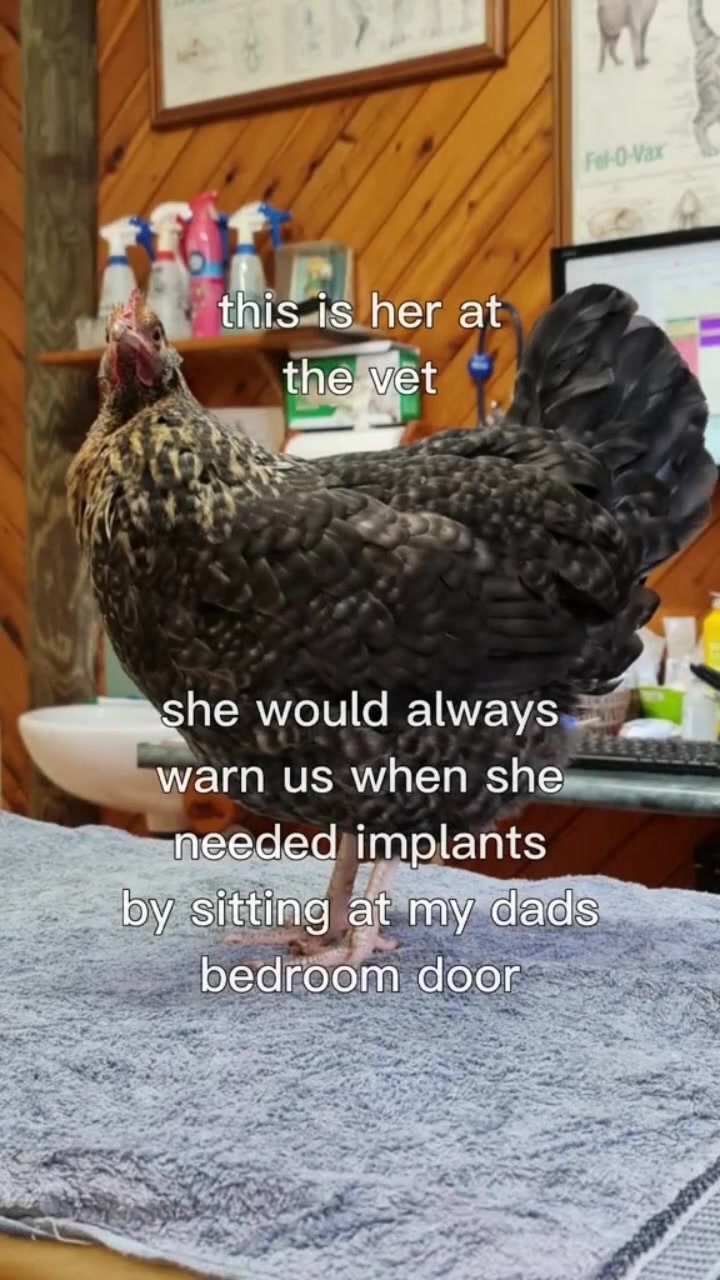 @birbwirb