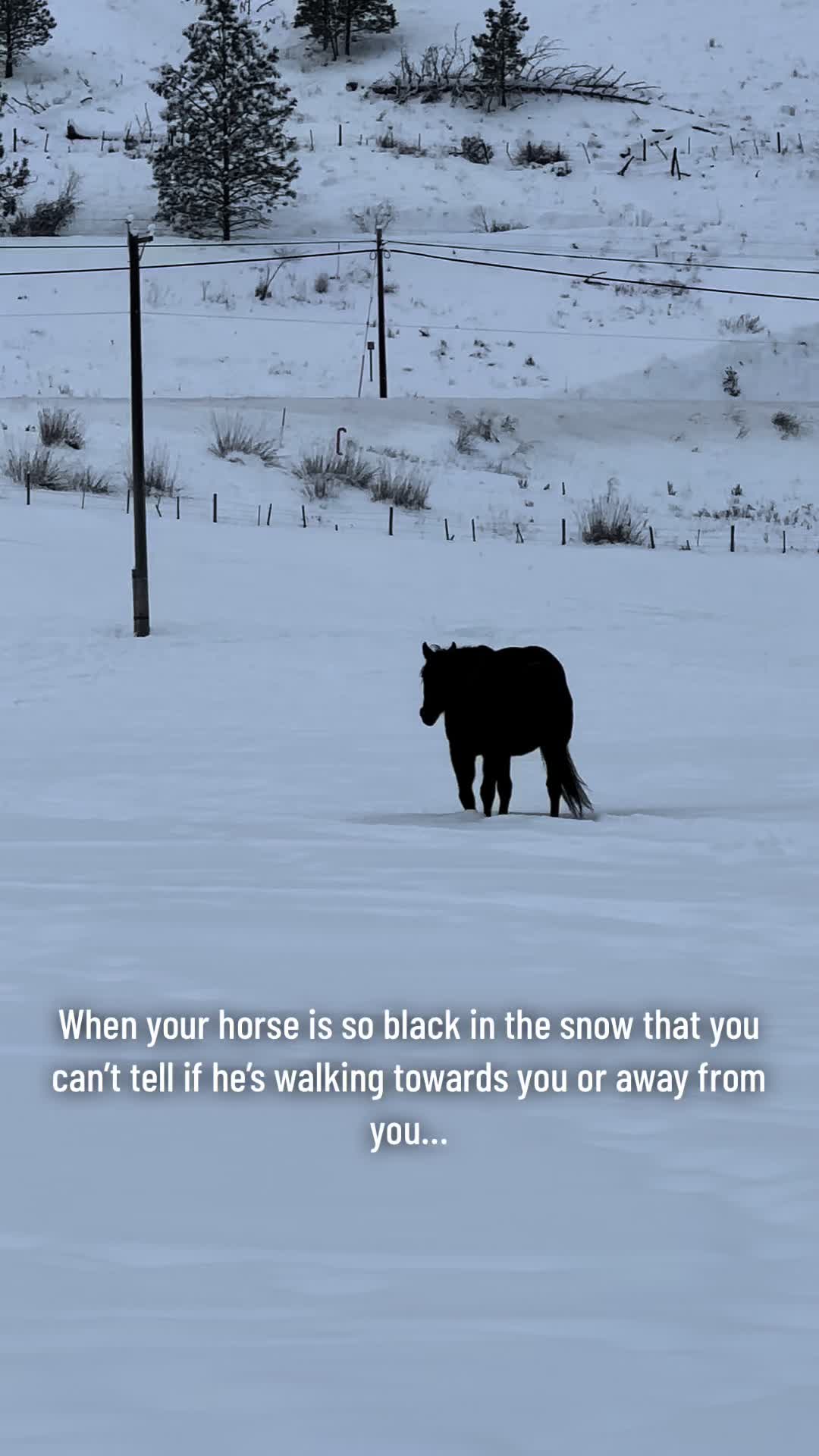@Rudnik the Roan