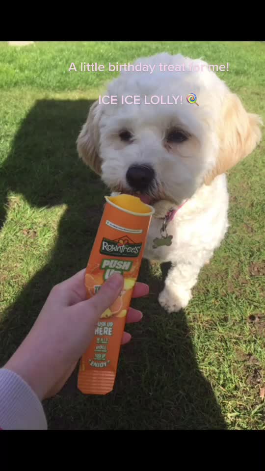 @🐕Fʟᴏssʏ🐕