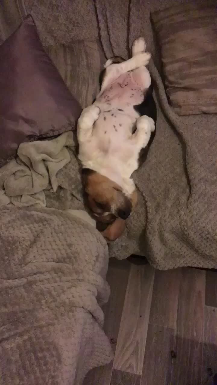 @Olaf le basset hound 🐾