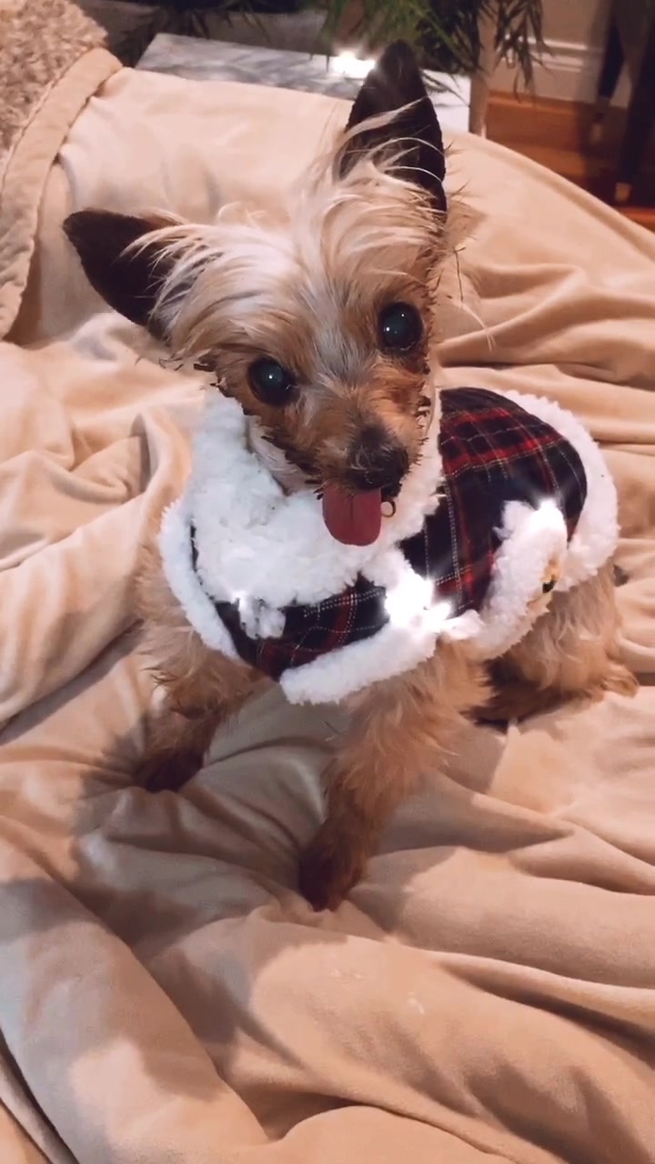 @Harlow the Yorkie