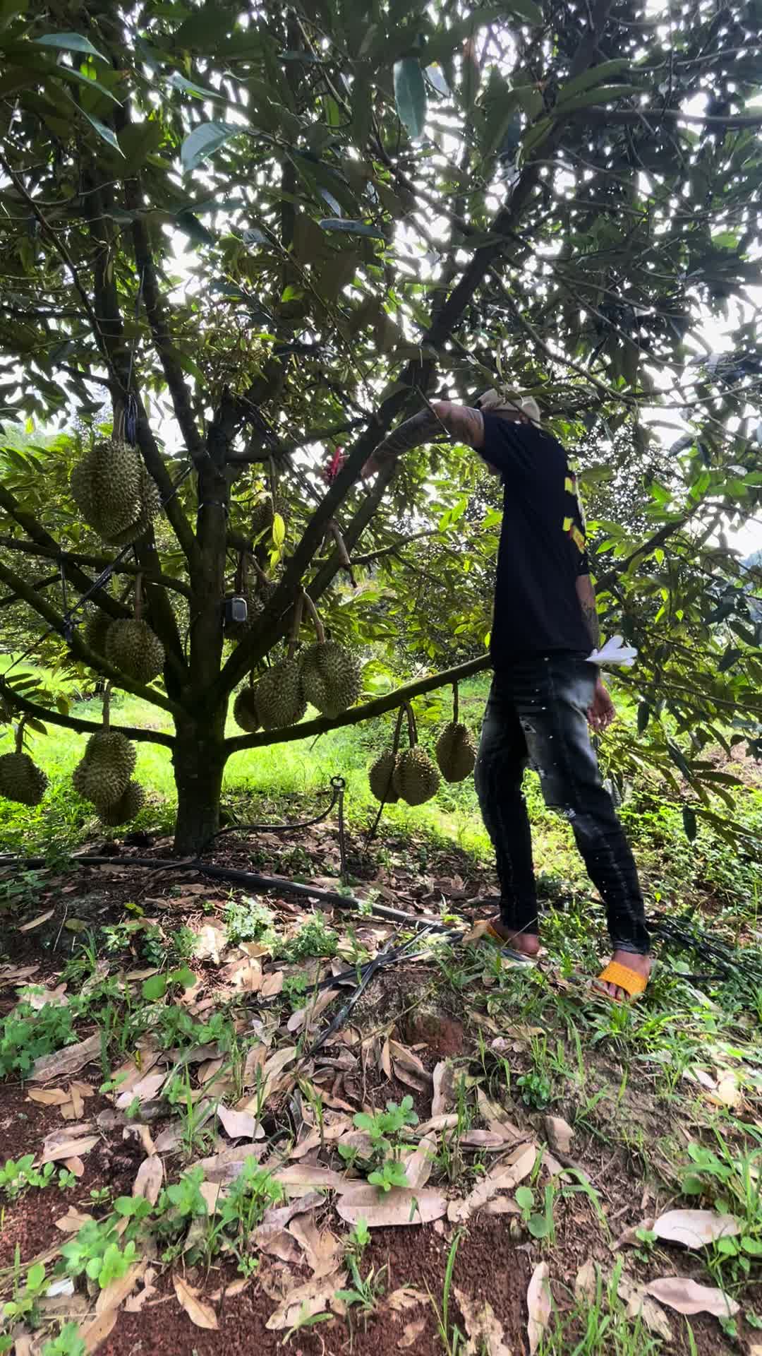 @Vinh Bùa