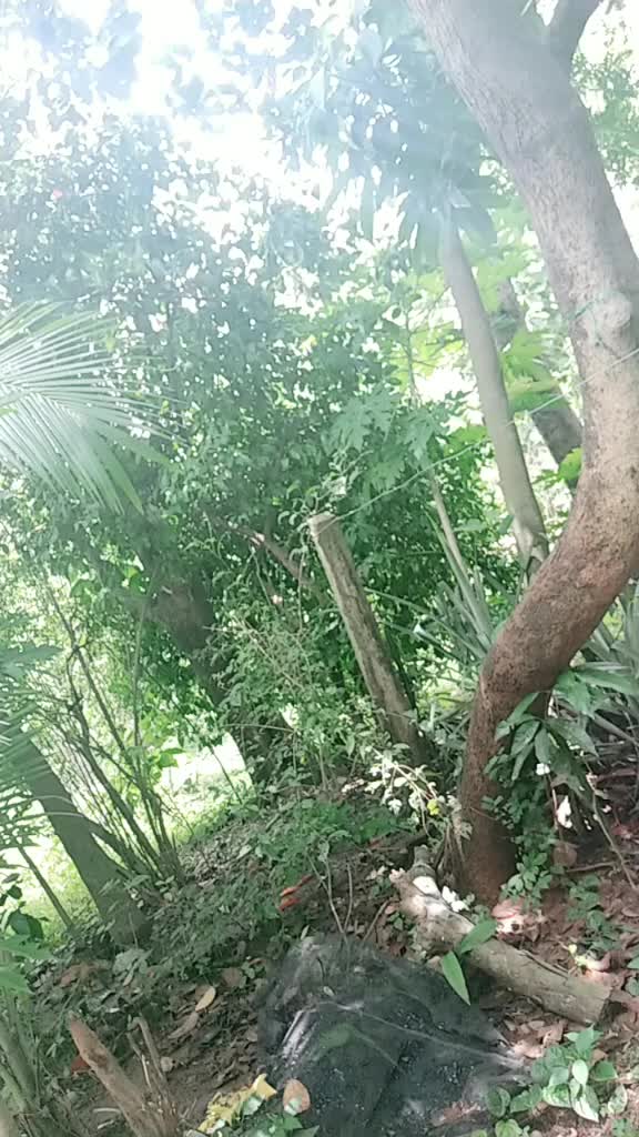 @shraddha Shree sahu