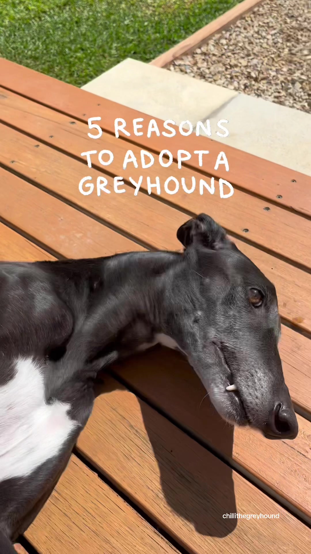 @chilli the greyhound 🌶️