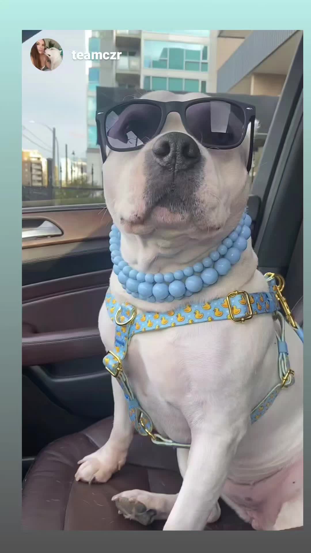 @Beadie Babiez Collar Shop