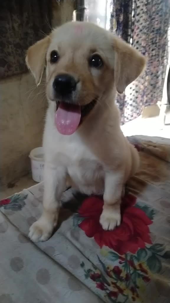 @Ritesh kashyap