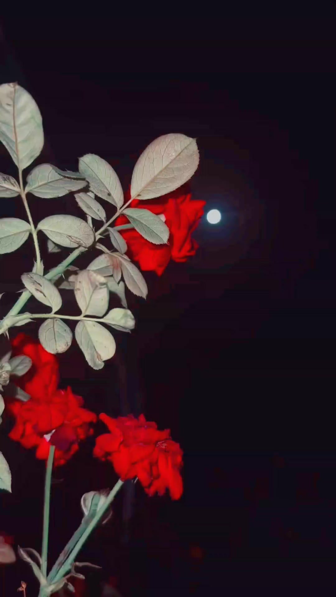 @SyedMehraliSMH