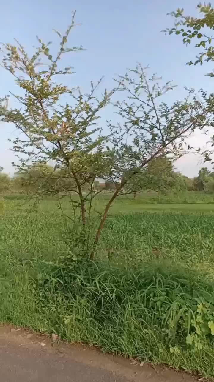 @Naina Kailash sansi
