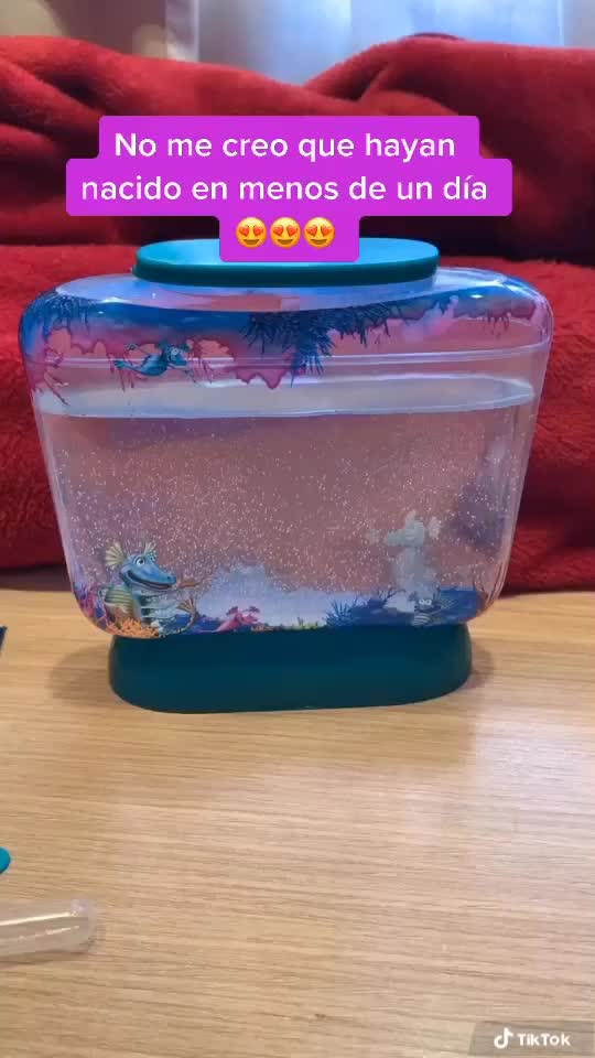 @mini.dragons