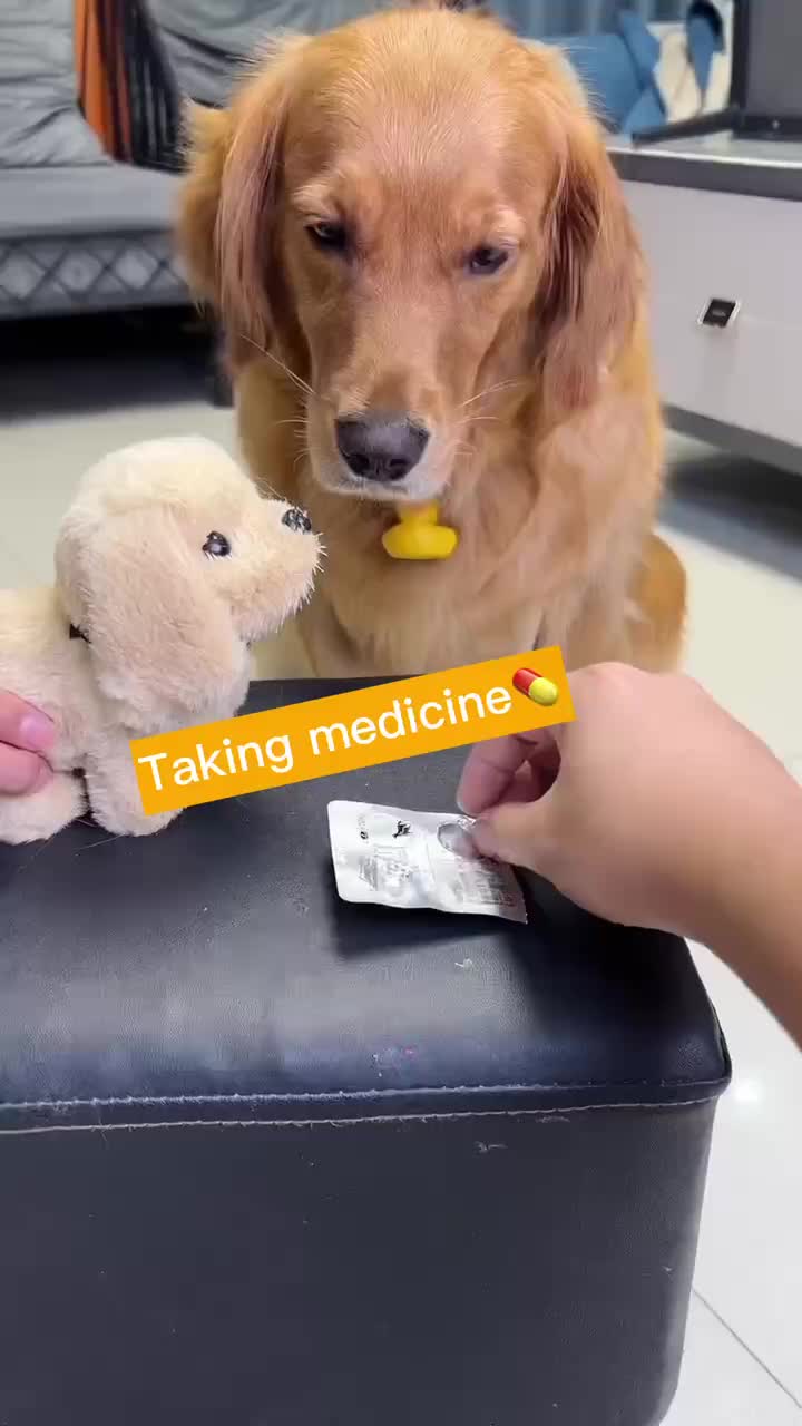@Pets Kingdom Online