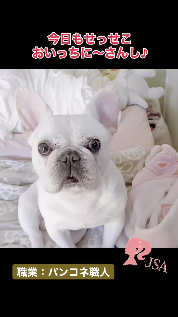 @フレンチブルドッグのPorco(ポルコ)🐷