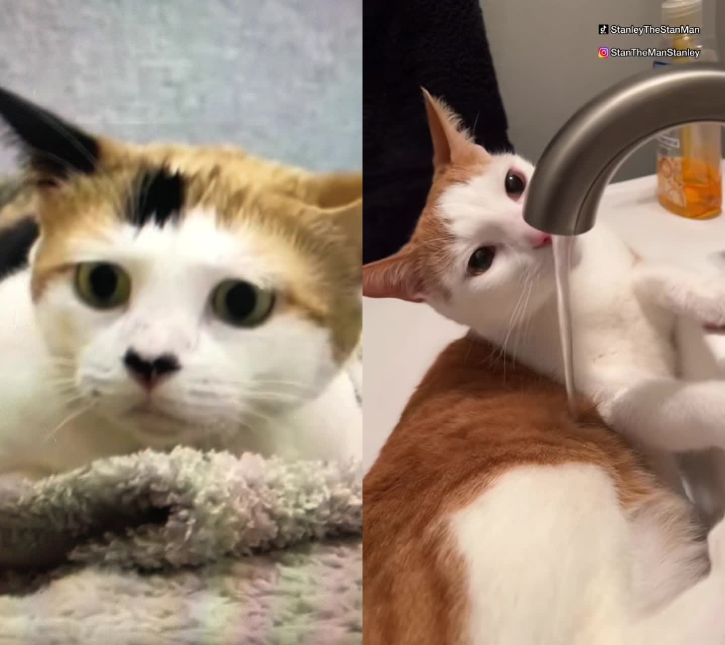 @Pet home