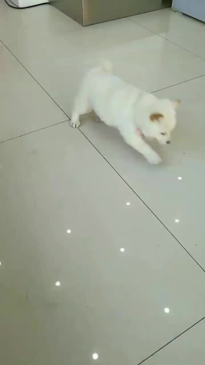 @chenyang