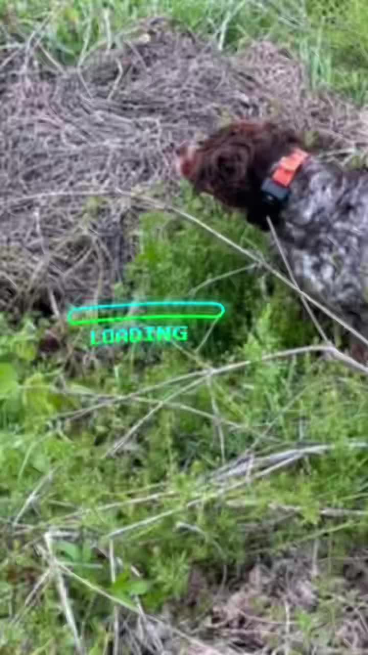 @niraithedog