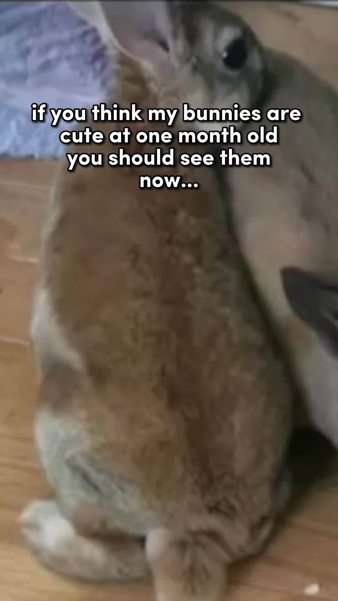 @Leo and Sarah 🐰🐰