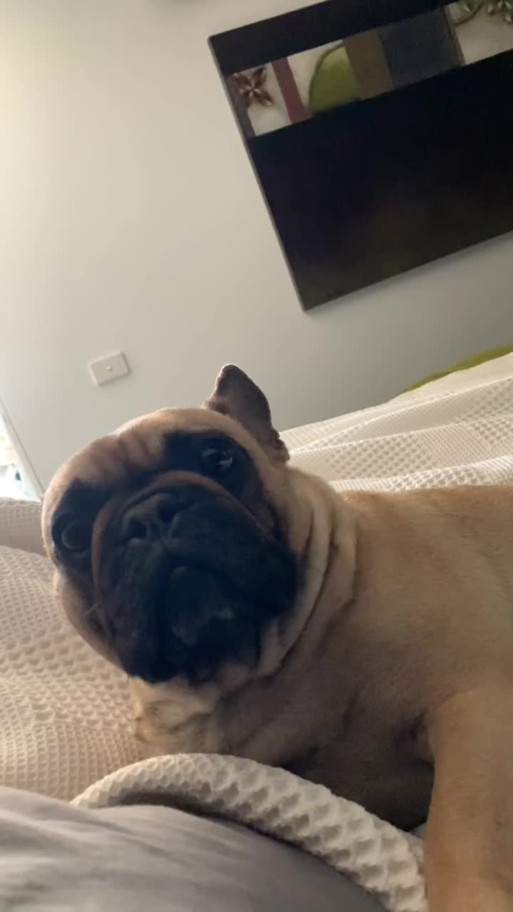 @Miss Lola the Frenchie