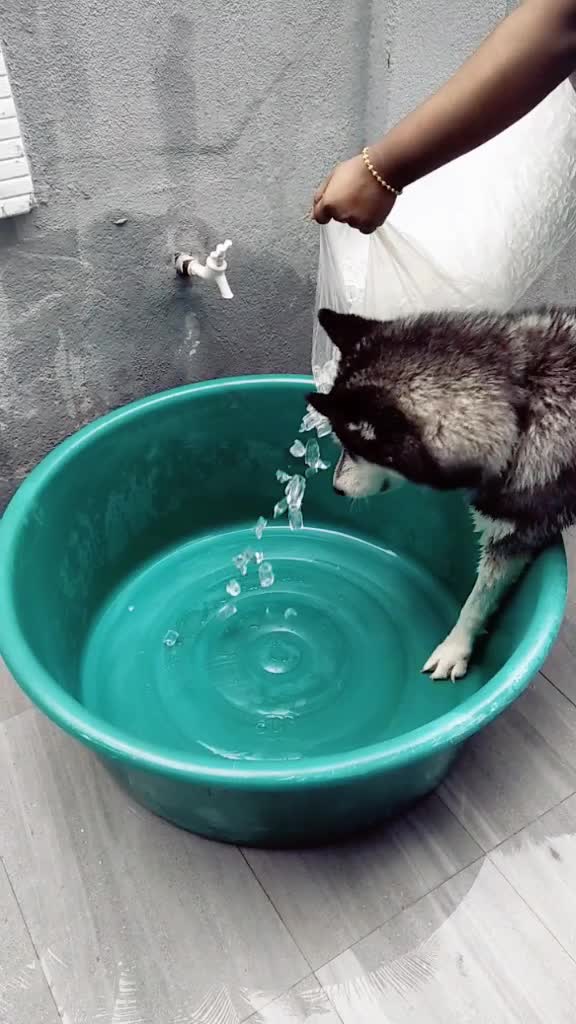 @TobbyMishika_TheHusky