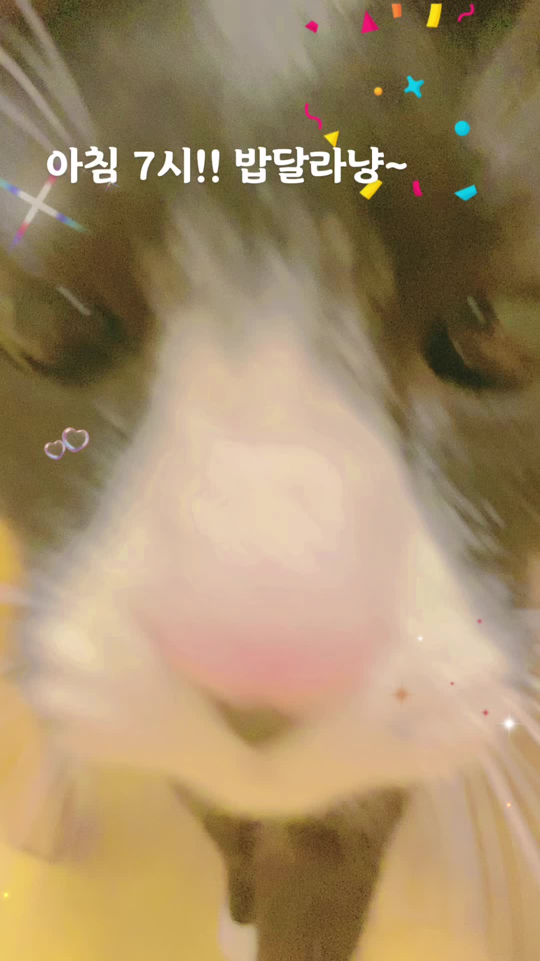 @lifewithkitty