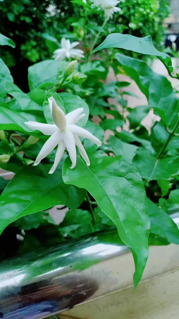 @uma mudiraj