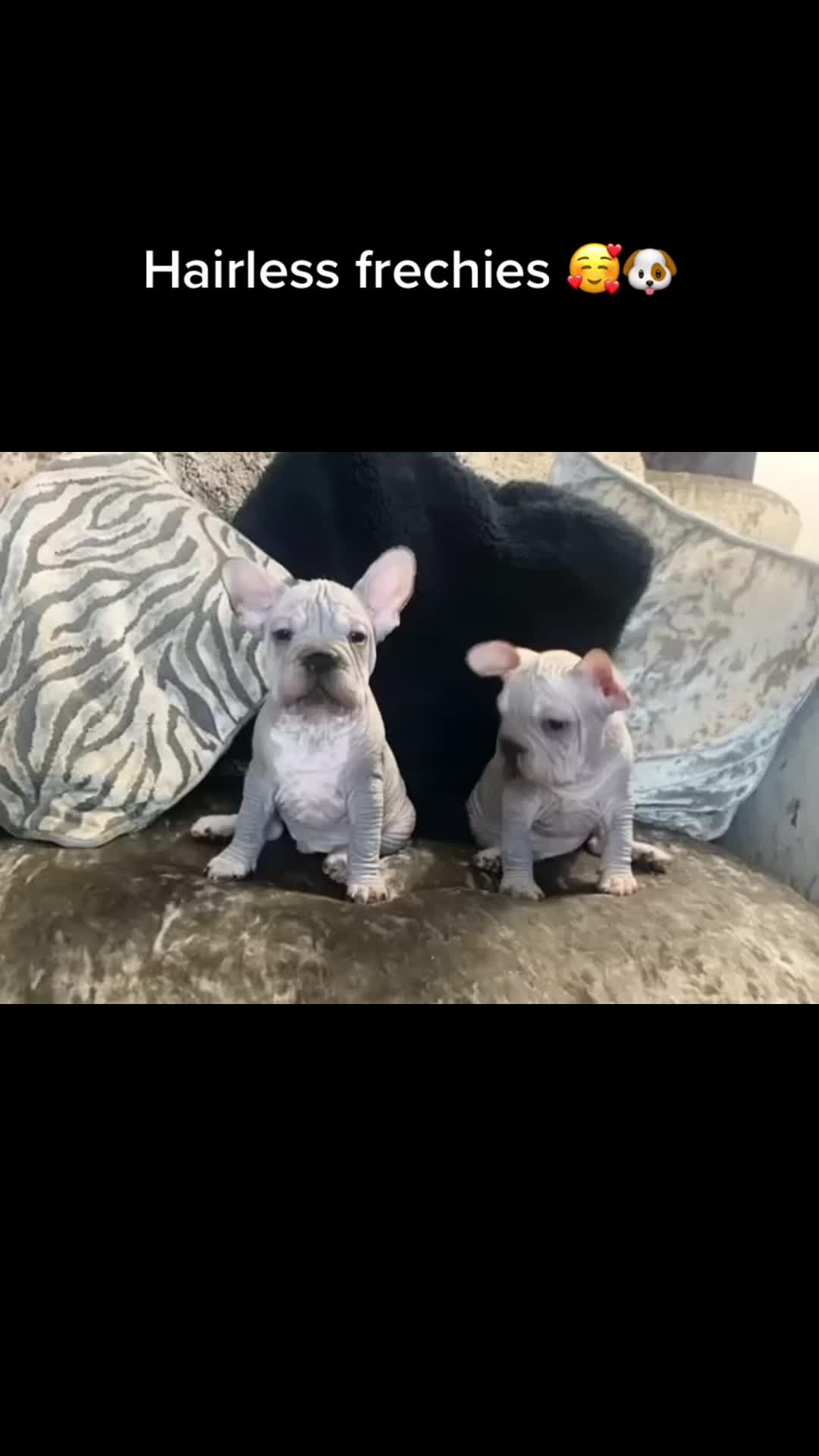 @Softskinpuppies