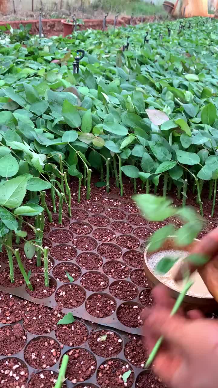 @নীল