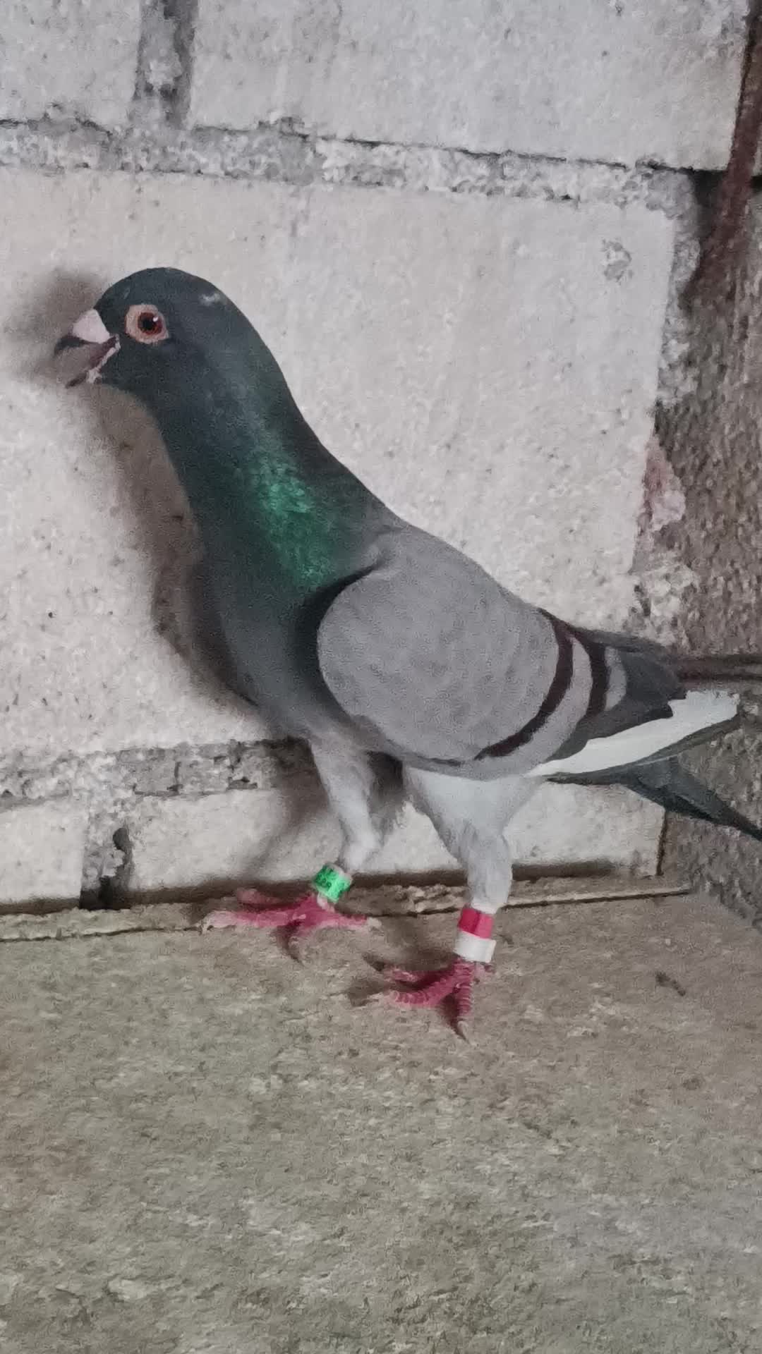 @orhanpolat270