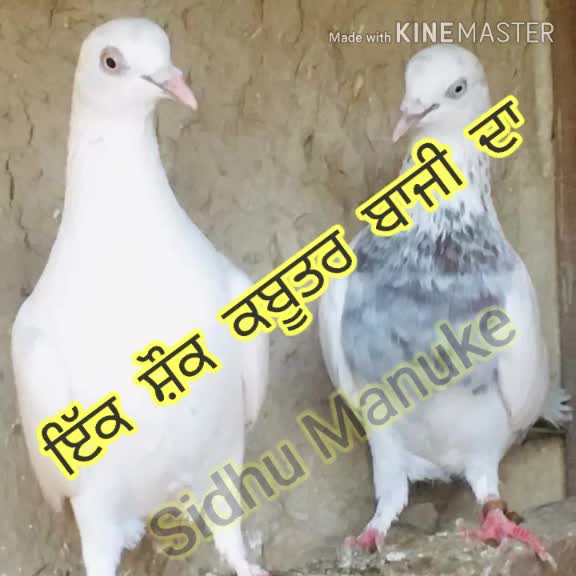 @Harpreet Jandu