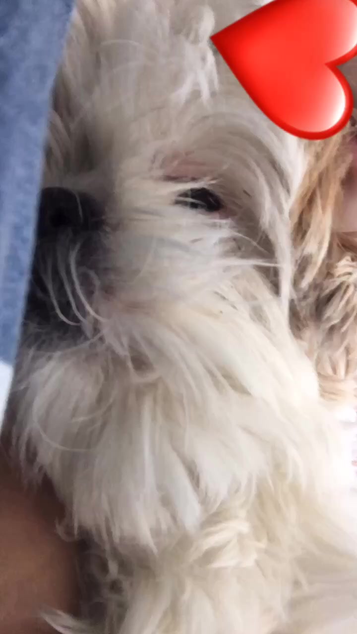 @Dobey-floofy