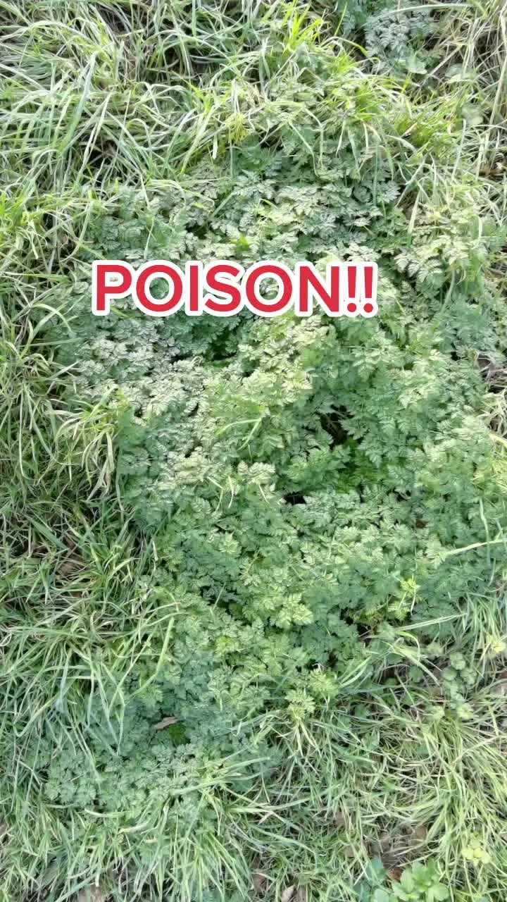 @Wild_About_the_Woods