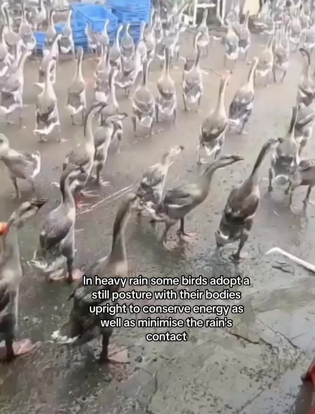 @yb