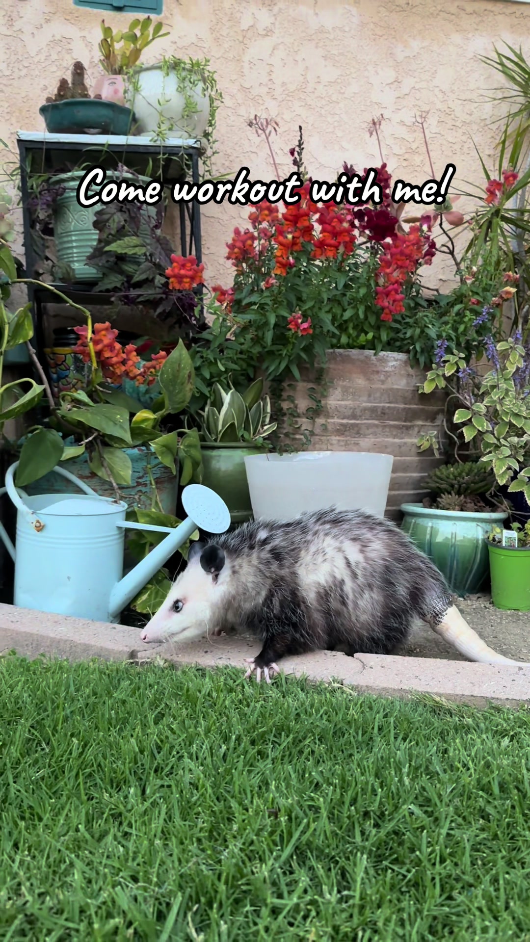 @Poppy Opossum