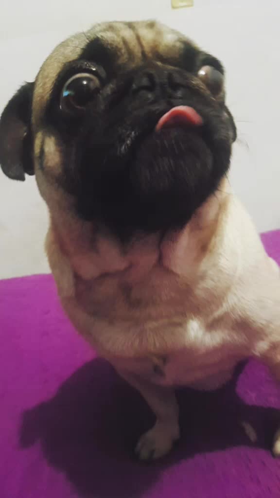 @&hearts;️Priss_Miau_lalocadelosgatos