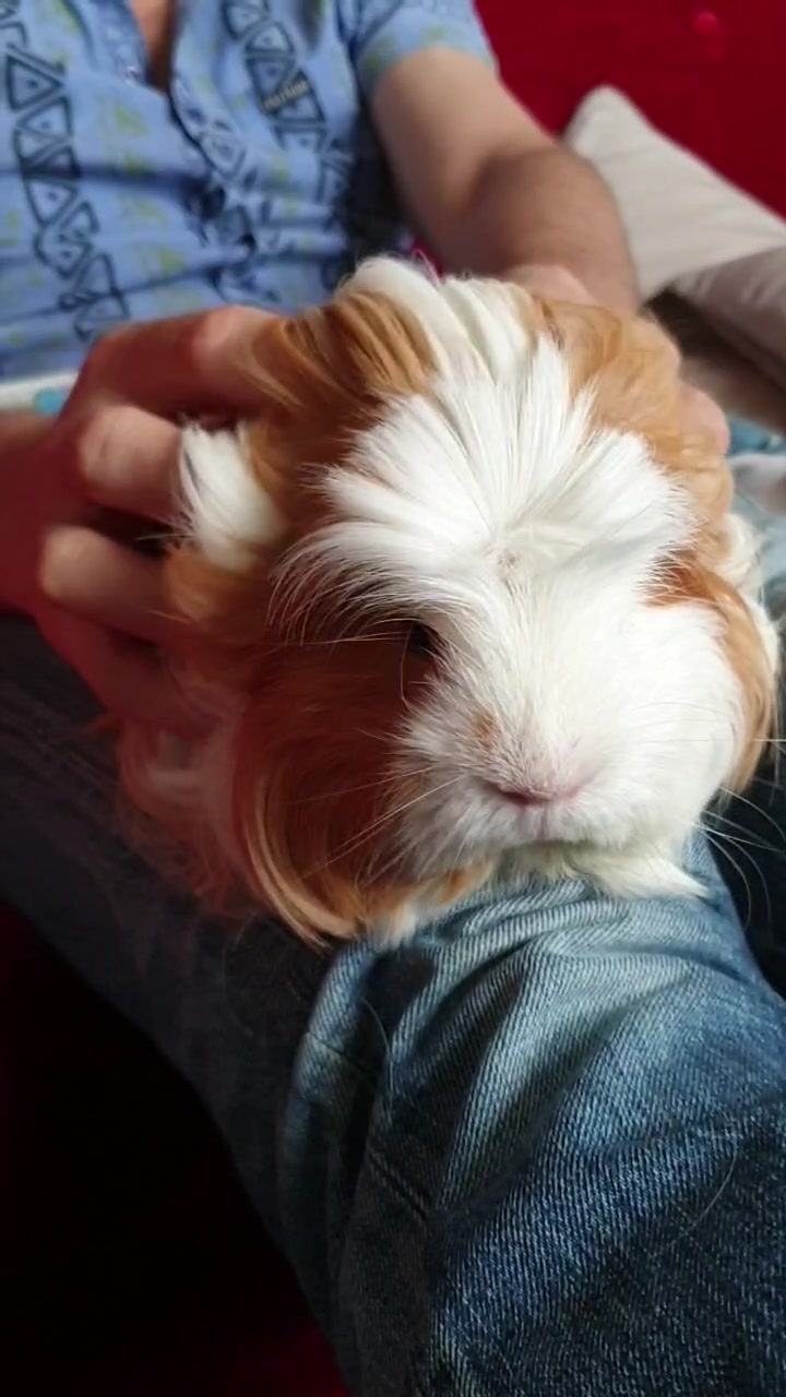 @Piggymassage