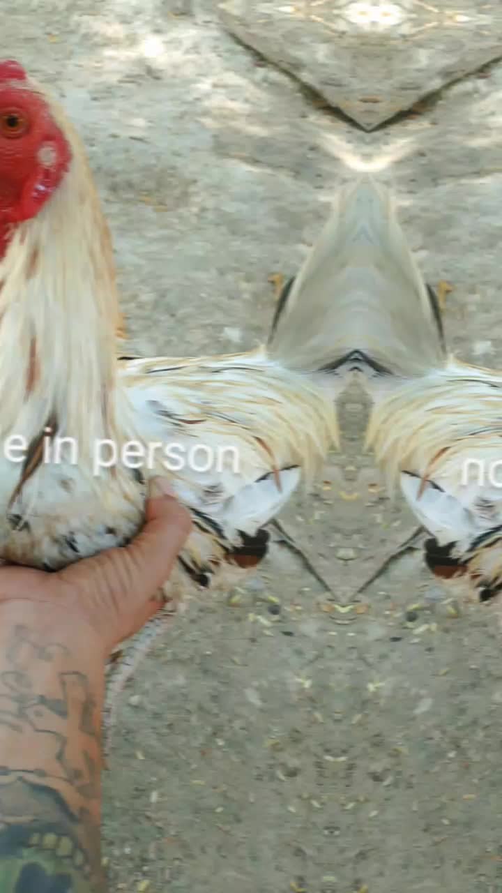 @botyok