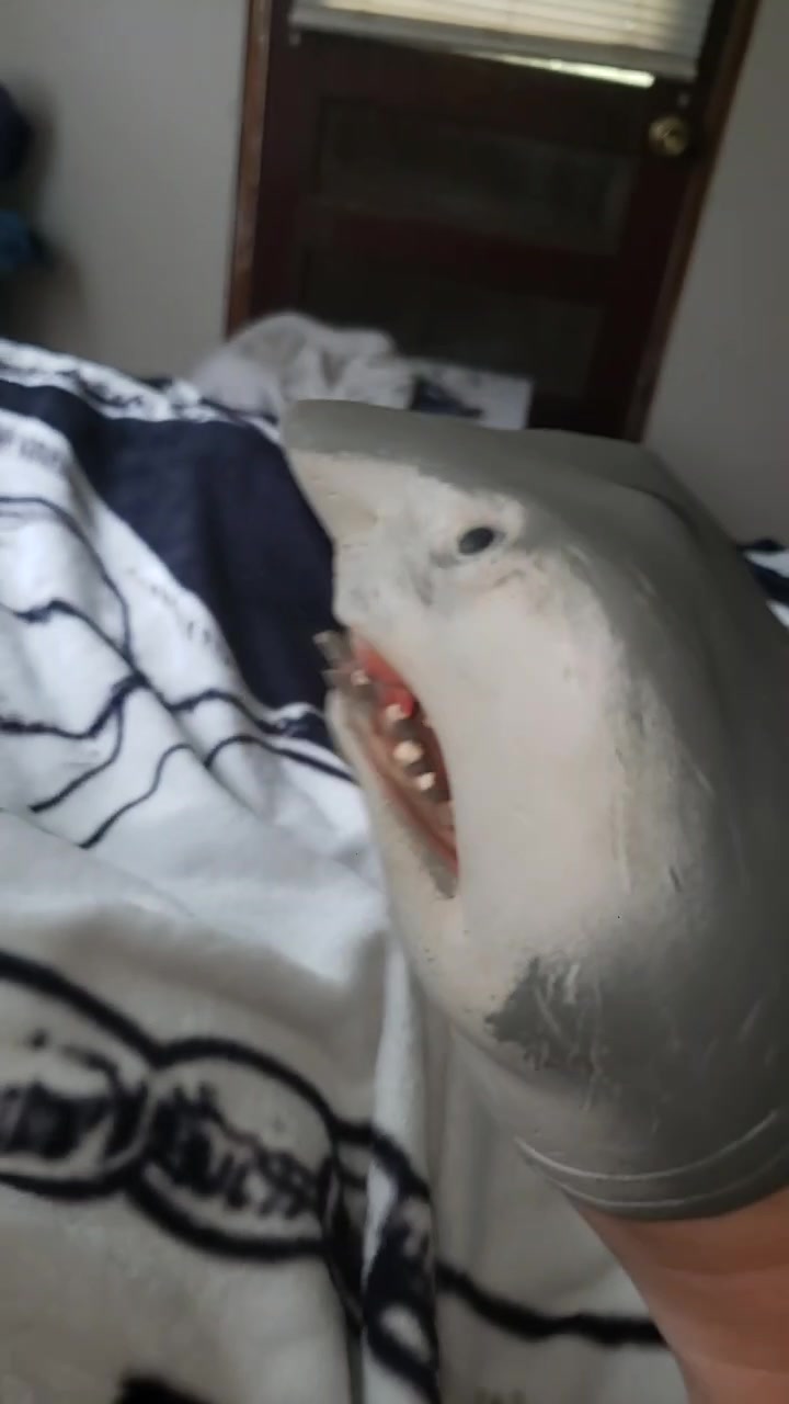 @Sharky 🦈