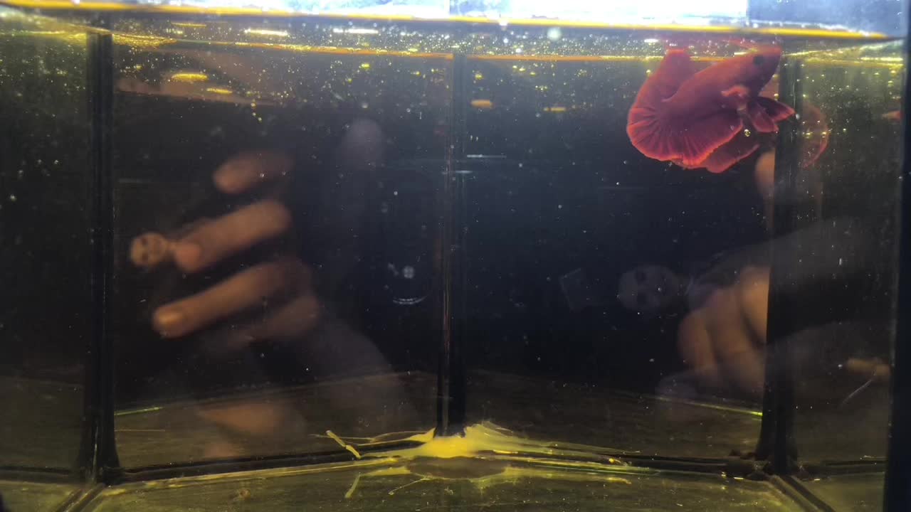 @The Betta-Buddy Shop